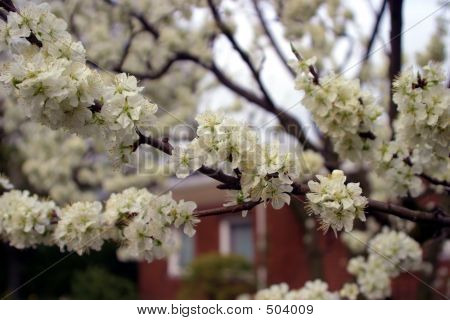 Spring
