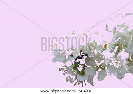 Spring Greeting