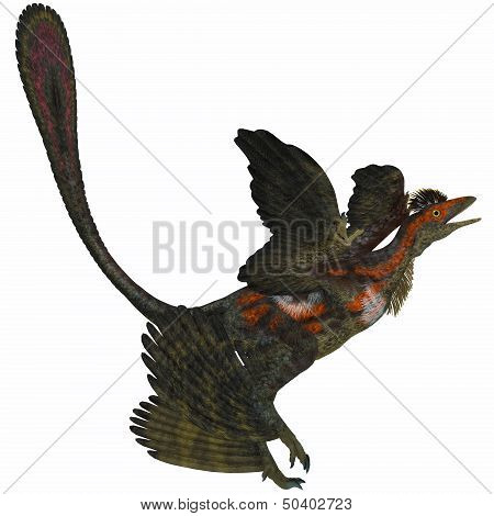 Microraptor On White
