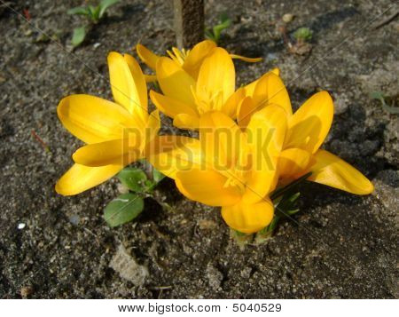 Crocuses