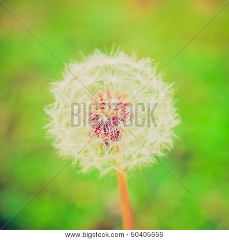 Retro Look Dandelion