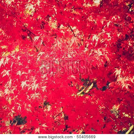 Retro Look Maple Leaves