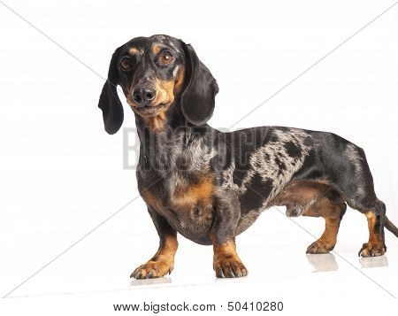 Tiger Dachshund On A White Background
