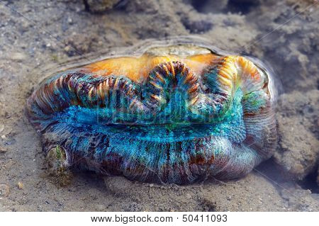 Blue Clam