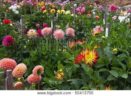 Dahlia Garden