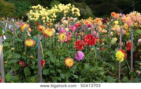 Dahlia Garden