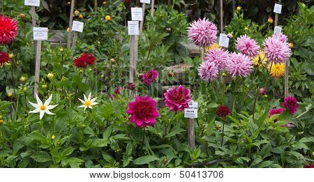 Dahlia Garden