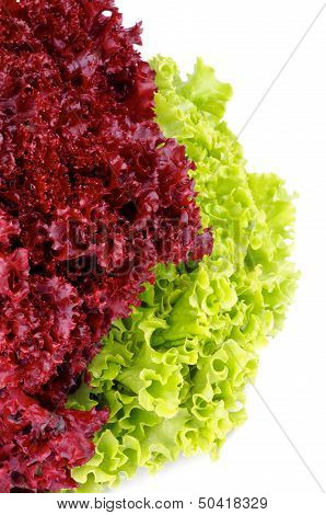 Lettuce Leaves