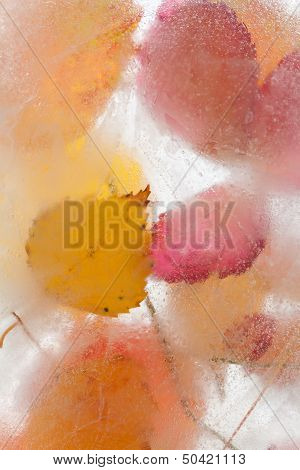 Icy Plants