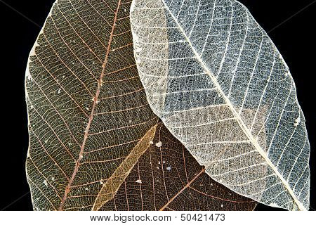 Dried Rubber Tree Skeleton Leaves