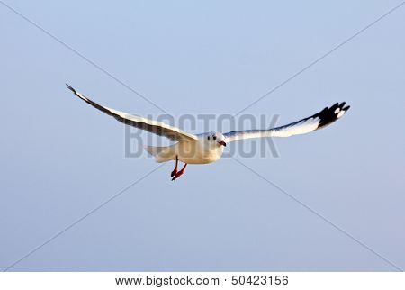 A Photo Of A Flying Seagull.
