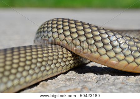 Non- Poisonous Aesculapius' Snake