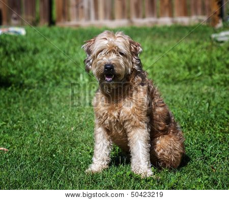 Goldendoodle