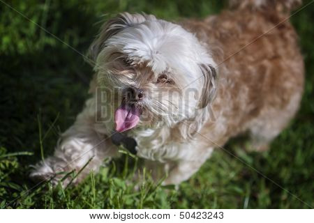 Shih-tzu, Maltese, And Poodle Mix.