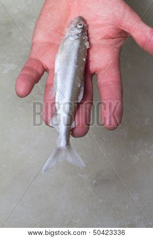 Smelt (osmerus Eperlanus)
