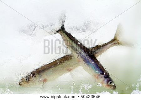 Smelt In The Winter Under Ice (osmerus Eperlanus)