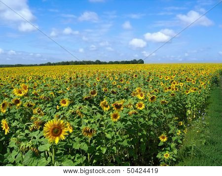 Field Of Sunflowers And Blue Sun Sky