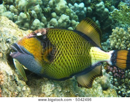 Titan Triggerfish