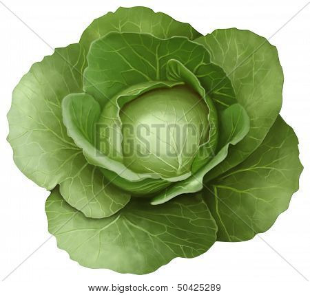 Green Cabbage On White Background