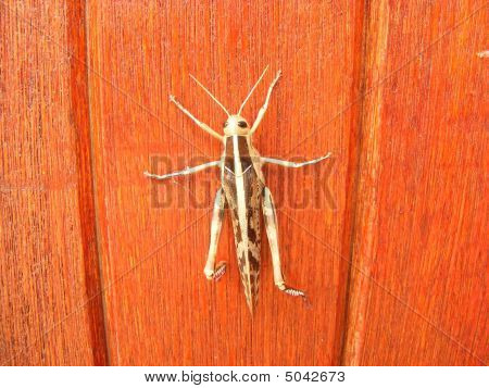 Aferrarse a una puerta
