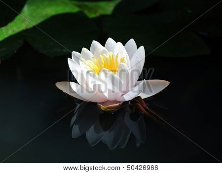 Nymphaea (water Lily)
