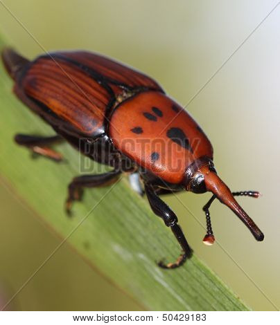 Red palm weevil