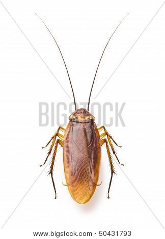 Close up cockroach on white background