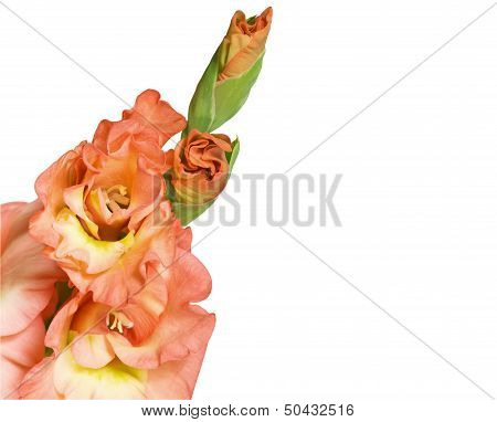 Gentle peachy gladiolus