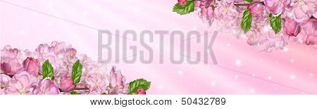 Cherry Blossom