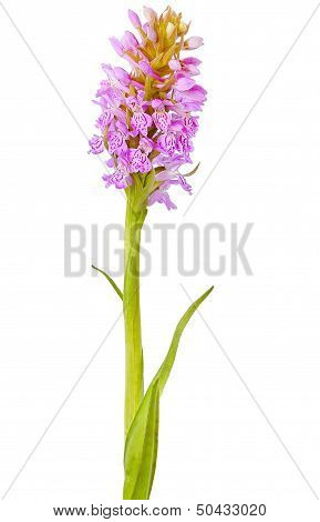 Orchis Flower