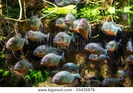 Piranha (Colossoma macropomum) in an aquarium on a green background