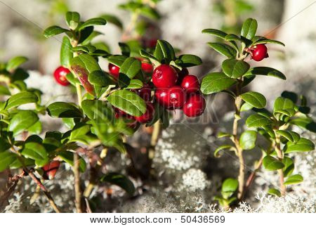 Ripe Cranberries