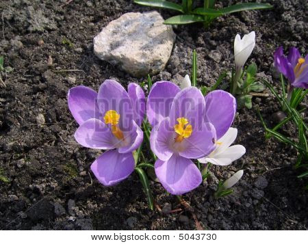 Crocuses