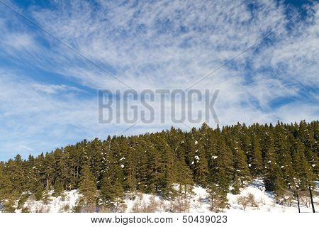 Forest And Clouds