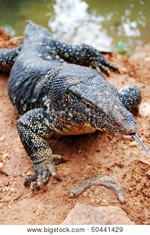 Varanus Salvator, A Large Lizard Close Up, Sri Lanka