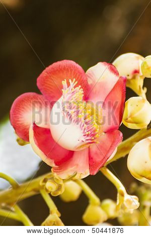 Shorea Robus Flowers