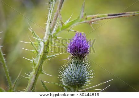 Purple Spear Thistle