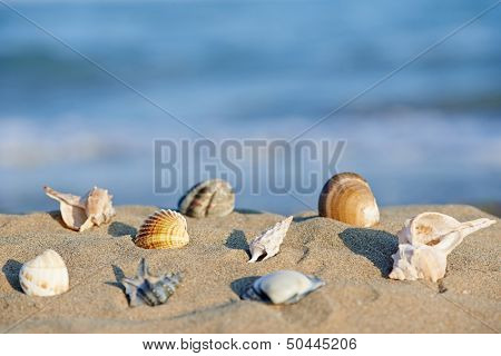 shells lying on sand beach in front of blue sea