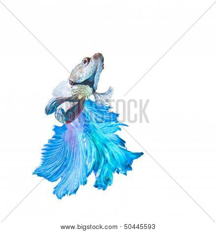 Half Moon Fighting Fish