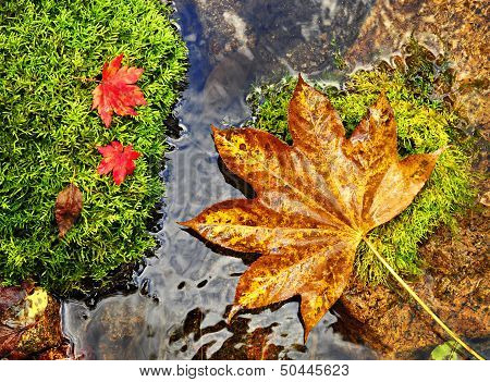Autumn, Red And Yellow Leaves On Moss Srones, Wild River