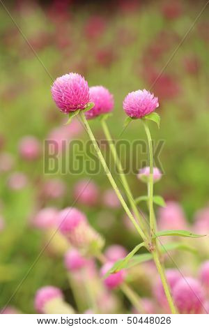 Globe Amaranth Or Gomphrena Globosa Flower