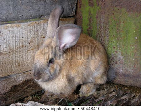 Brown Small Nice Rabbit