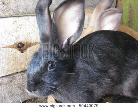 Black And Brown Big Nice Rabbits