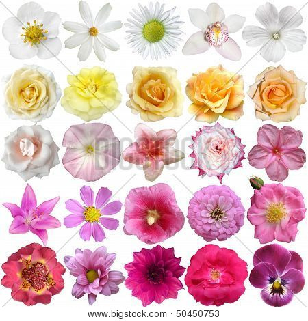 Big Selection Of Various Flowers Isolated On White Background