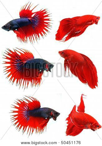 Siamese Fighting Fish ( Betta Splendens ), Isolated On White Background