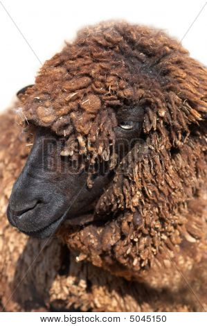 Karakul owiec