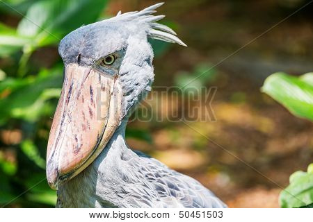African Shoebill (balaeniceps Rex) Also Known As Whalehead Or Shoe-billed Stork