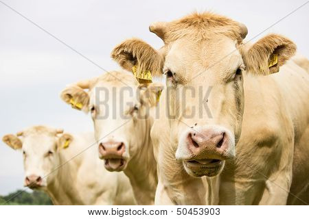Three brown cows