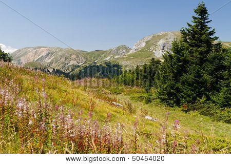 Ilgaz Mountains