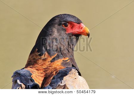 Bateleur Eagle - Wild Bird Background from Africa - Iconic beauty and powerful stare